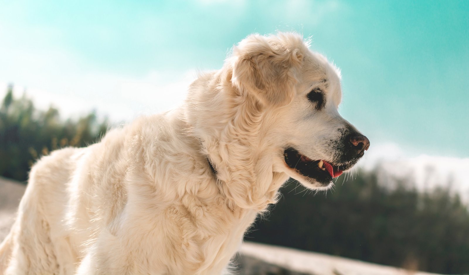 Pet nutrition and animal wellness