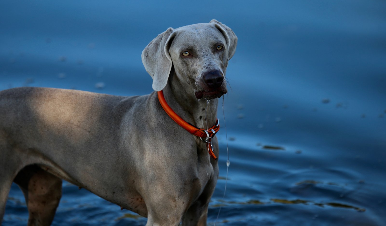 Pet health and fitness tracker